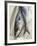 Mackerel-David Munns-Framed Photographic Print