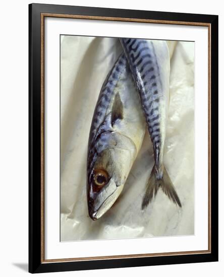 Mackerel-David Munns-Framed Photographic Print