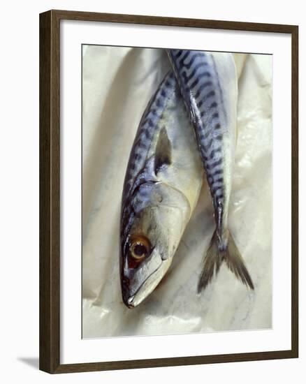 Mackerel-David Munns-Framed Photographic Print