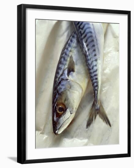 Mackerel-David Munns-Framed Photographic Print