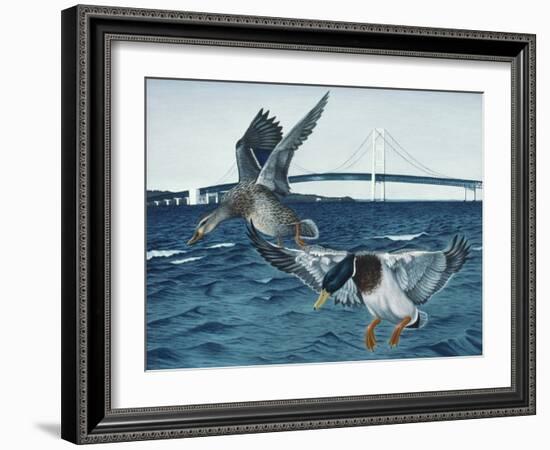 Mackinac Mallards-Rusty Frentner-Framed Giclee Print