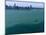 Mackinac Race-Beth A. Keiser-Mounted Photographic Print