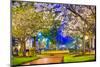 Macon, Georgia, USA Downtown with Spring Cherry Blossoms at 3Rd Street Park.-SeanPavonePhoto-Mounted Photographic Print