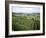 Maconnais Vineyards, Poilly Fuisse, Near Macon, Saone-Et-Loire, Burgundy, France-David Hughes-Framed Photographic Print