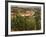 Maconnais Vineyards, Poilly Fuisse, Ozenay, Near Macon, Saone-Et-Loire, Burgundy, France-David Hughes-Framed Photographic Print