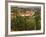 Maconnais Vineyards, Poilly Fuisse, Ozenay, Near Macon, Saone-Et-Loire, Burgundy, France-David Hughes-Framed Photographic Print