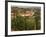 Maconnais Vineyards, Poilly Fuisse, Ozenay, Near Macon, Saone-Et-Loire, Burgundy, France-David Hughes-Framed Photographic Print