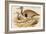 Macqueens Bustard-John Gould-Framed Art Print