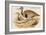 Macqueens Bustard-John Gould-Framed Art Print