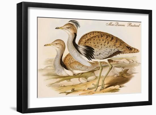 Macqueens Bustard-John Gould-Framed Art Print