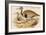 Macqueens Bustard-John Gould-Framed Art Print