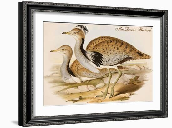 Macqueens Bustard-John Gould-Framed Art Print