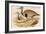 Macqueens Bustard-John Gould-Framed Art Print