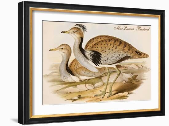 Macqueens Bustard-John Gould-Framed Art Print