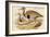 Macqueens Bustard-John Gould-Framed Art Print