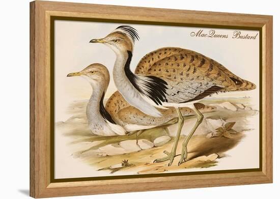 Macqueens Bustard-John Gould-Framed Stretched Canvas