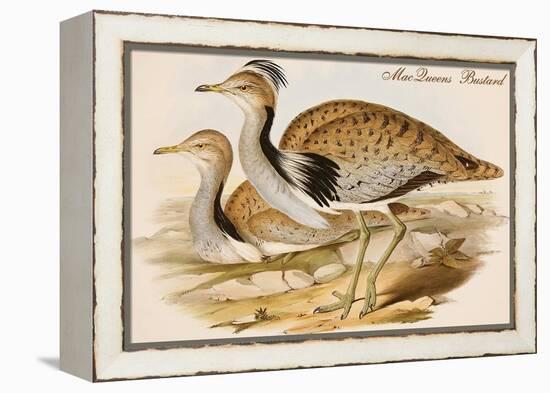 Macqueens Bustard-John Gould-Framed Stretched Canvas