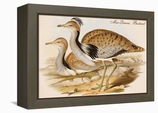 Macqueens Bustard-John Gould-Framed Stretched Canvas