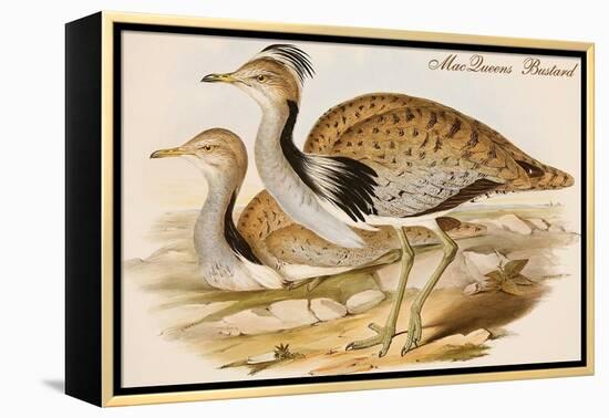 Macqueens Bustard-John Gould-Framed Stretched Canvas