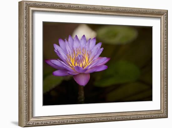 Macro Bloom VI-Karyn Millet-Framed Photographic Print