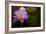 Macro Bloom VI-Karyn Millet-Framed Photographic Print