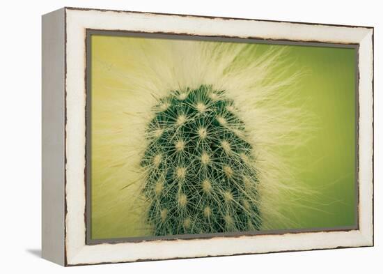 Macro Cactus-MXCLOUTI-Framed Premier Image Canvas