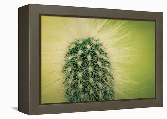 Macro Cactus-MXCLOUTI-Framed Premier Image Canvas