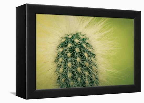 Macro Cactus-MXCLOUTI-Framed Premier Image Canvas