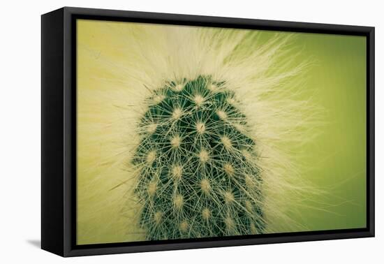 Macro Cactus-MXCLOUTI-Framed Premier Image Canvas