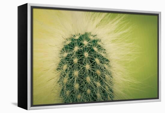 Macro Cactus-MXCLOUTI-Framed Premier Image Canvas