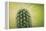 Macro Cactus-MXCLOUTI-Framed Premier Image Canvas