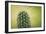 Macro Cactus-MXCLOUTI-Framed Photographic Print