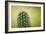 Macro Cactus-MXCLOUTI-Framed Photographic Print