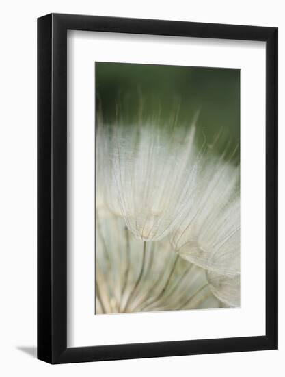 Macro Dandelion I-Renée Stramel-Framed Photographic Print