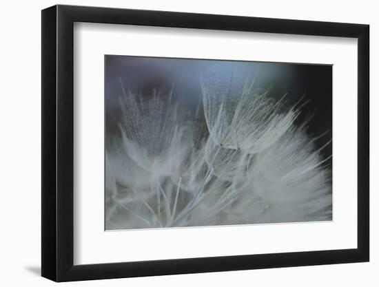 Macro Dandelion VII-Renée Stramel-Framed Photographic Print