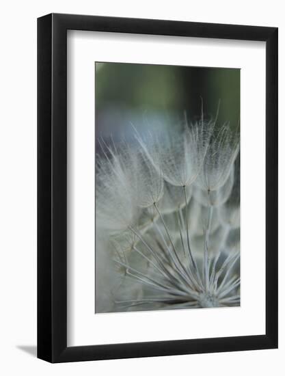 Macro Dandelion VIII-Renée Stramel-Framed Photographic Print