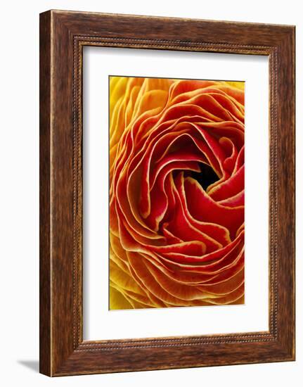 Macro Flower Abstract at Flower Fields in Carlsbad, Ca-Andrew Shoemaker-Framed Photographic Print