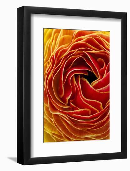 Macro Flower Abstract at Flower Fields in Carlsbad, Ca-Andrew Shoemaker-Framed Photographic Print