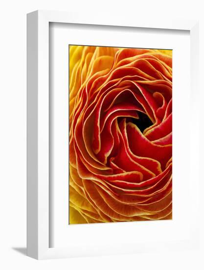 Macro Flower Abstract at Flower Fields in Carlsbad, Ca-Andrew Shoemaker-Framed Photographic Print