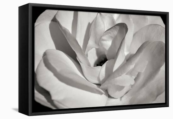 Macro Flower I-Brian Moore-Framed Premier Image Canvas