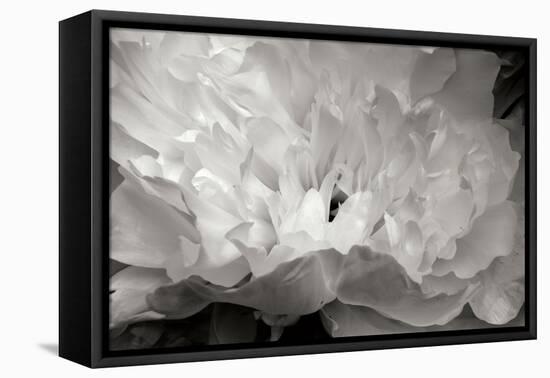 Macro Flower II-Brian Moore-Framed Premier Image Canvas
