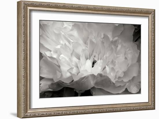 Macro Flower II-Brian Moore-Framed Photographic Print