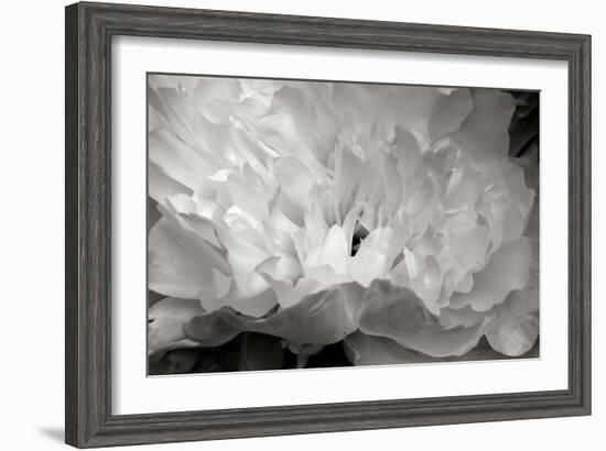 Macro Flower II-Brian Moore-Framed Photographic Print