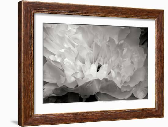 Macro Flower II-Brian Moore-Framed Photographic Print