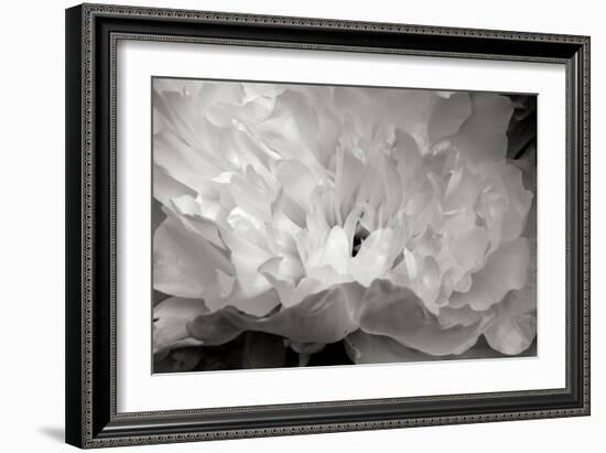 Macro Flower II-Brian Moore-Framed Photographic Print