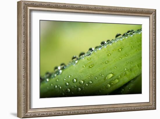 Macro Green Leaf with Water Drops-Carlo Amodeo-Framed Photographic Print