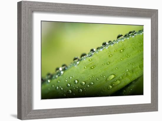 Macro Green Leaf with Water Drops-Carlo Amodeo-Framed Photographic Print