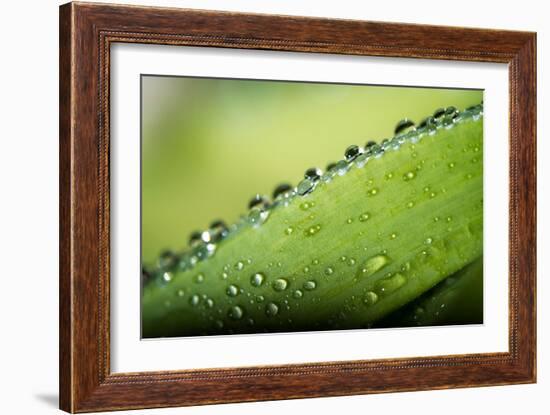 Macro Green Leaf with Water Drops-Carlo Amodeo-Framed Photographic Print