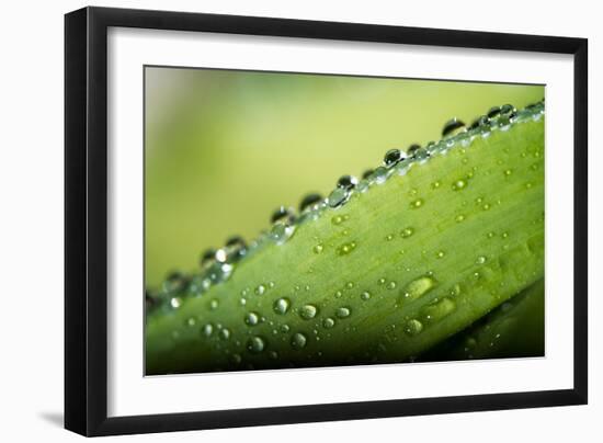 Macro Green Leaf with Water Drops-Carlo Amodeo-Framed Photographic Print