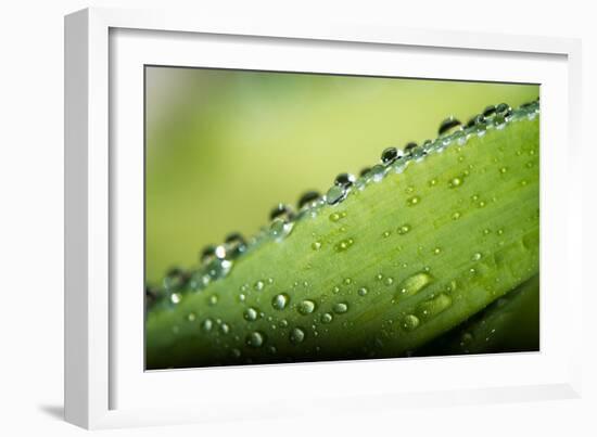 Macro Green Leaf with Water Drops-Carlo Amodeo-Framed Photographic Print